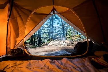 A view of the forest from a camping tent.